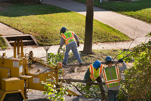 Why Choose Our Tree Removal Services in Southfield, MI?